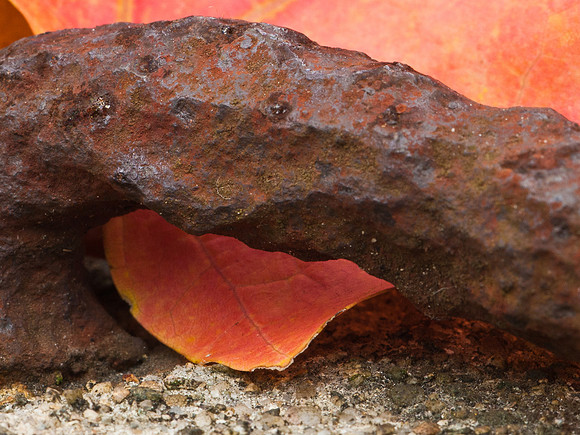 Fall Leaf