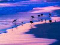 Sandpipers at Sundown