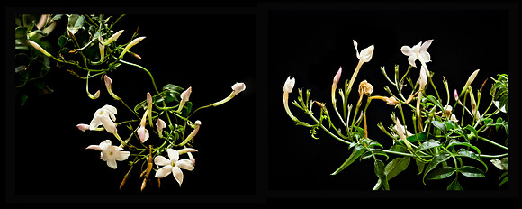 Jasmine Diptych