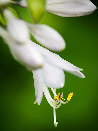 Hosta 52