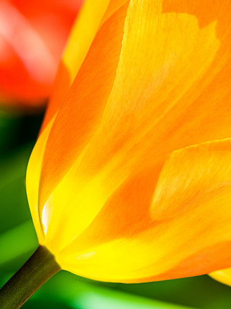Tulip