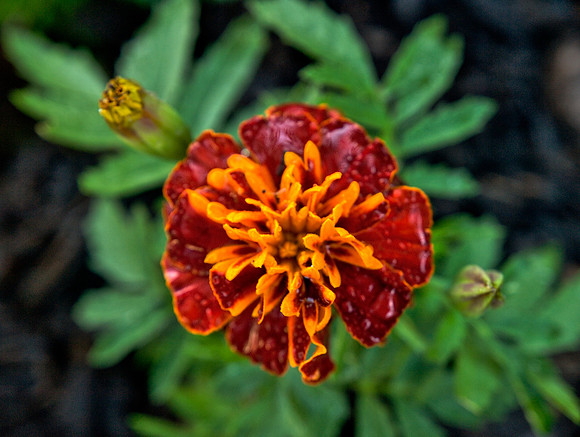 Marigold 4