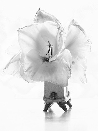 Gladiola 99-28D15