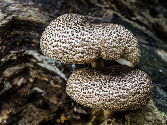 Mushrooms 13-15