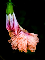 Fading Hibiscus 26