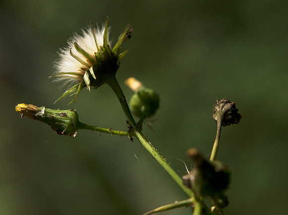 Weed