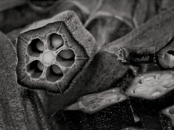 A Study in Okra