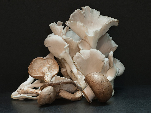 Mushrooms 51-52