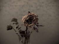 Old Rose
