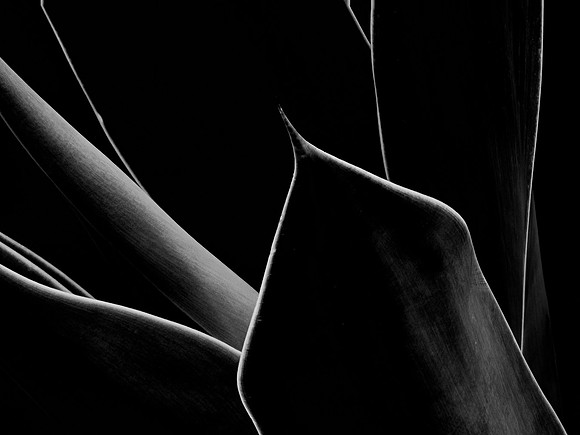 Agave