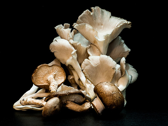Mushrooms 49-50