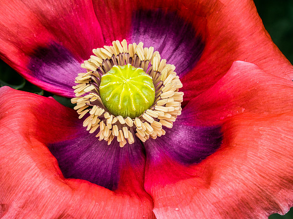 Poppy Blossom 73