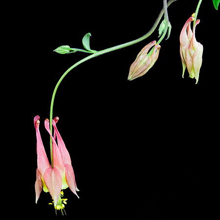 Columbine 96-06