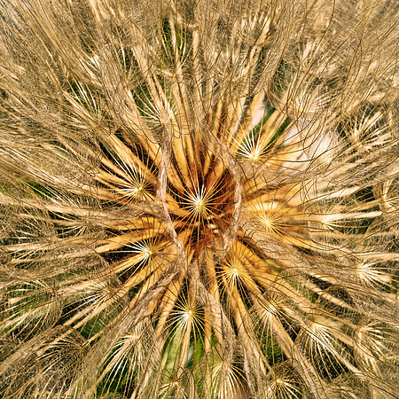 Seedburst 764